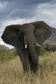 Angry Elephant