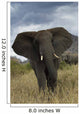 Angry Elephant