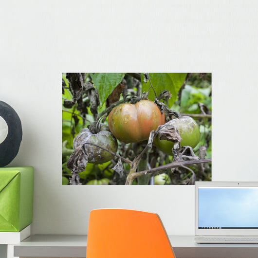 Tomato with fungus Wall Mural