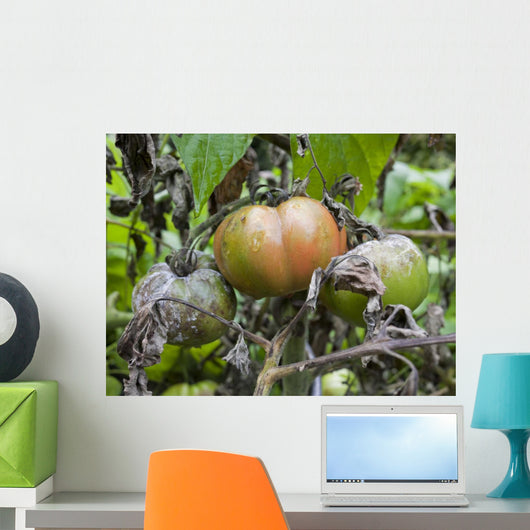 Tomato with fungus Wall Mural