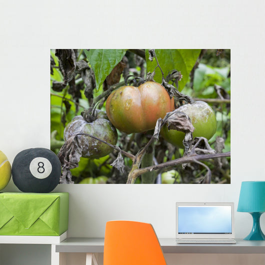 Tomato with fungus Wall Mural