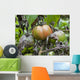 Tomato with fungus Wall Mural