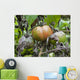 Tomato with fungus Wall Mural