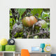 Tomato with fungus Wall Mural