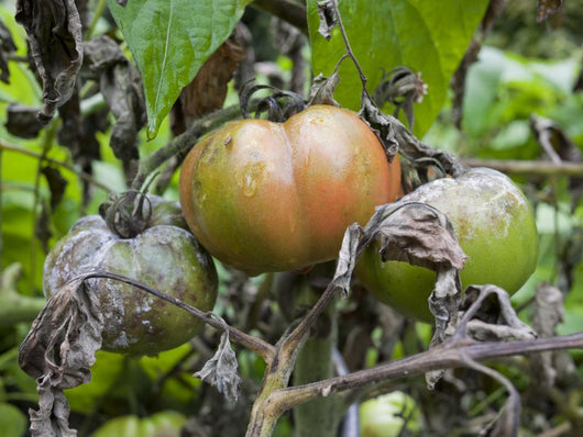 Tomato with fungus Wall Mural
