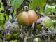 Tomato with fungus Wall Mural