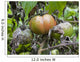Tomato with fungus Wall Mural