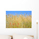 Rye field with flowers, rye with field flowers Wall Mural