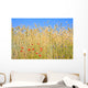 Rye field with flowers, rye with field flowers Wall Mural
