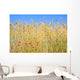 Rye field with flowers, rye with field flowers Wall Mural
