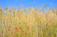 Rye field with flowers, rye with field flowers Wall Mural
