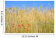 Rye field with flowers, rye with field flowers Wall Mural