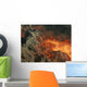 Lava