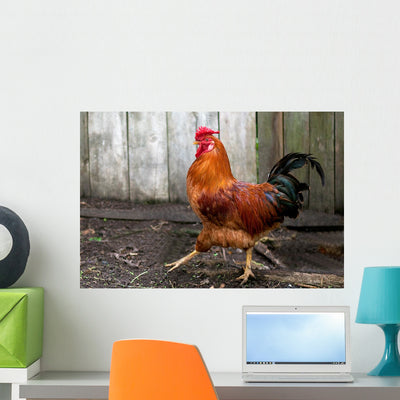 Beautiful Red Cock Wall Mural shown on a wall