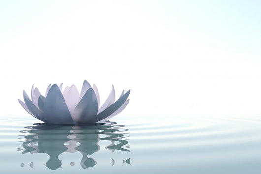 Zen Flower Loto in Water Wall Mural