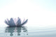 Zen Flower Loto in Water Wall Mural