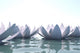 Zen Loto Flowers Water