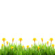 Spring grass with daffodils Wall Decal
