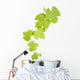 grape leaves Wall Decal