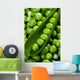 Fresh green peas Wall Mural