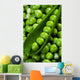 Fresh green peas Wall Mural