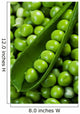 Fresh green peas Wall Mural