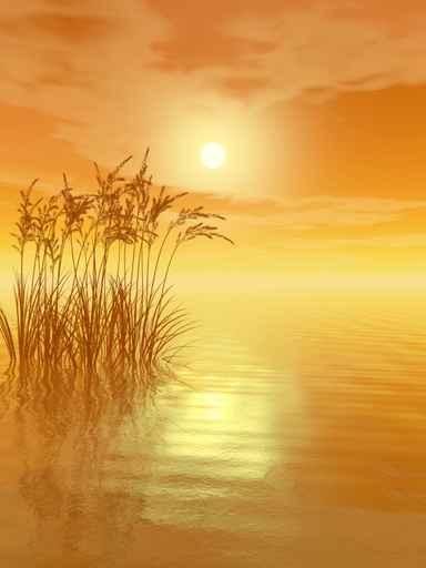 Grass Sunset V Wall Decal