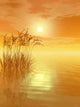 Grass Sunset V Wall Decal