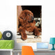 Tibetan Mastiff Wall Mural