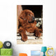 Tibetan Mastiff Wall Mural