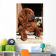 Tibetan Mastiff Wall Mural