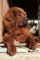 Tibetan Mastiff Wall Mural