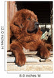 Tibetan Mastiff Wall Mural