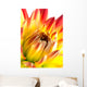 Dahlia Wall Mural