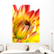 Dahlia Wall Mural