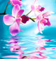 Beautiful orchid flowers reflected in water Wall Mural
