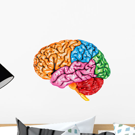 lateral Human brain Wall Decal