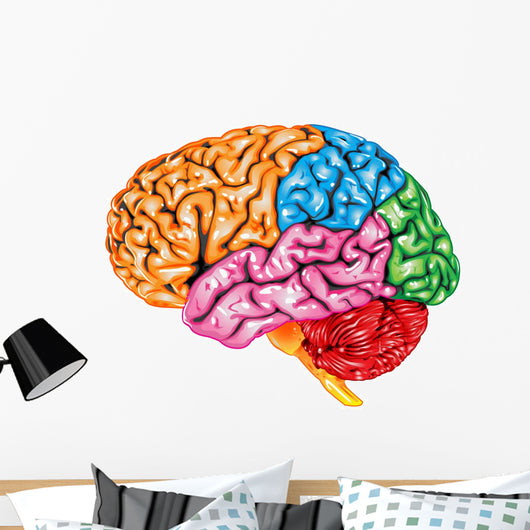 lateral Human brain Wall Decal