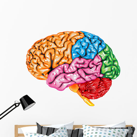 lateral Human brain Wall Decal