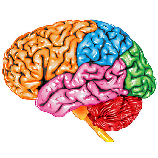 lateral Human brain Wall Decal
