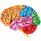 lateral Human brain Wall Decal