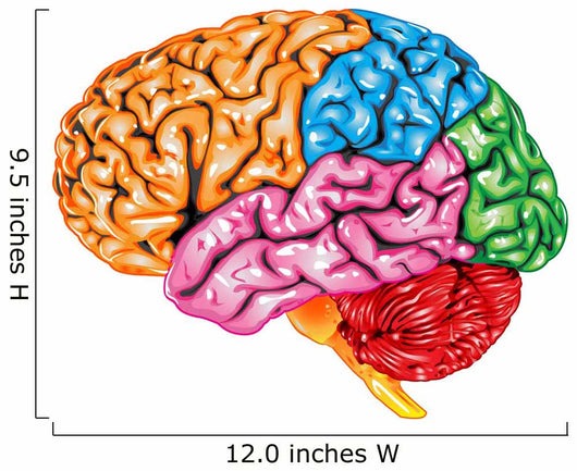 lateral Human brain Wall Decal