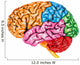 lateral Human brain Wall Decal