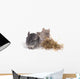 chinchillas isolÃ©s sur fond blanc Wall Mural