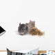 chinchillas isolÃ©s sur fond blanc Wall Mural