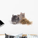 chinchillas isolÃ©s sur fond blanc Wall Mural