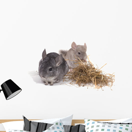 chinchillas isolÃ©s sur fond blanc Wall Mural