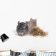 chinchillas isolÃ©s sur fond blanc Wall Mural