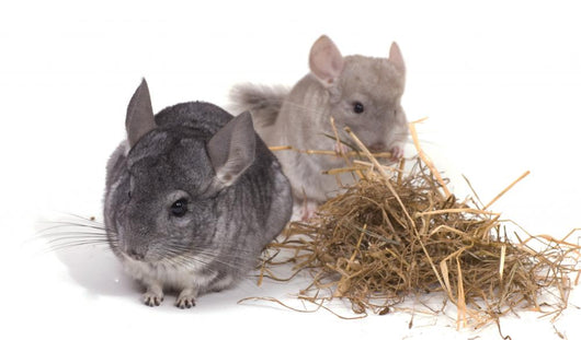 chinchillas isolÃ©s sur fond blanc Wall Mural