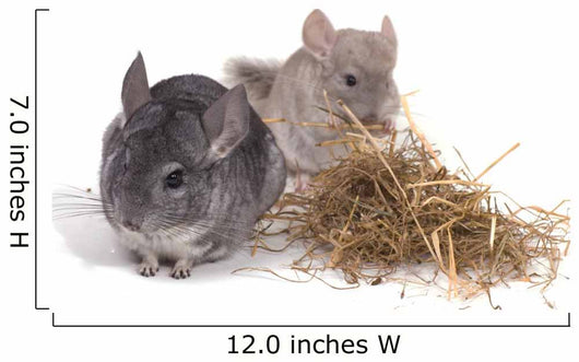 chinchillas isolÃ©s sur fond blanc Wall Mural
